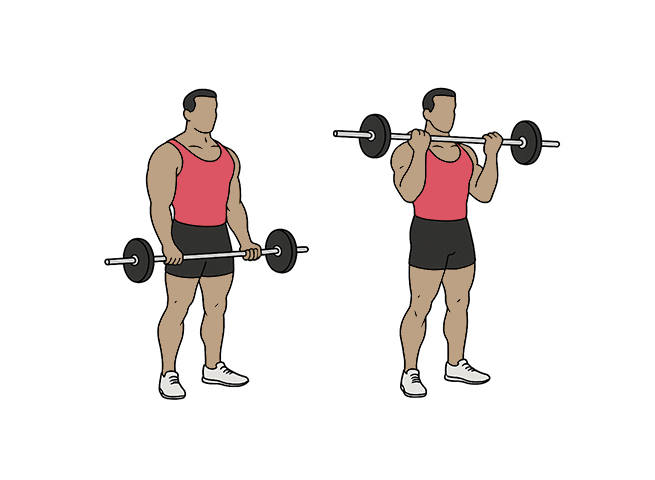 Barbell biceps curl