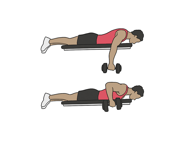 Dumbbell seal rows