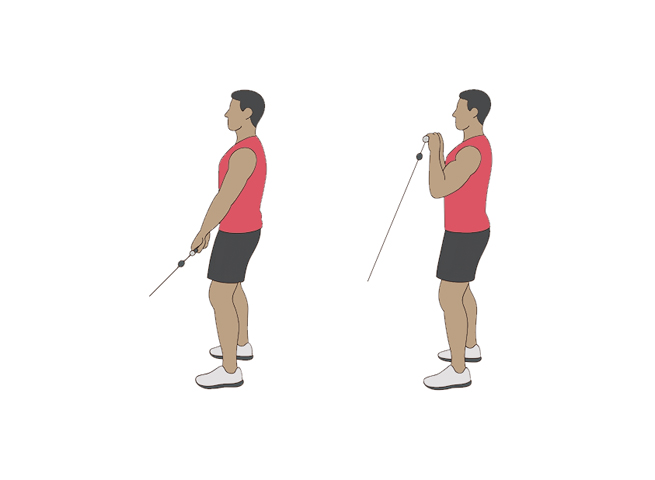 Standing reverse cable curls