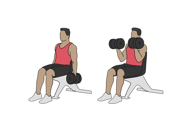 Seated dumbbell biceps curl