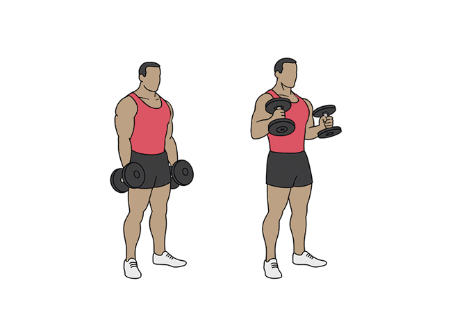 Dumbbell hammer biceps curl
