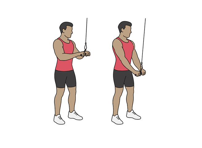 Triceps pushdown