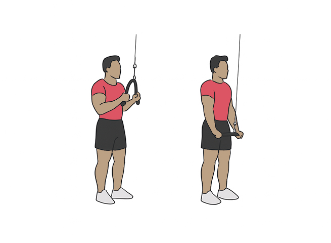 Triceps cable rope pushdown